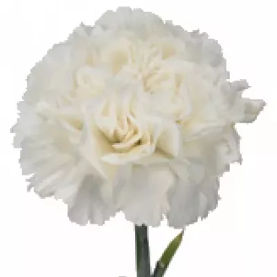 DIANTHUS ST REINA NIEVE 65cm