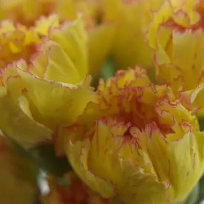 DIANTHUS ST REINE YELLOW