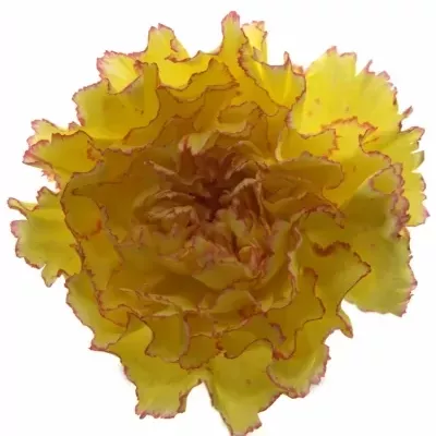 DIANTHUS ST REINE YELLOW