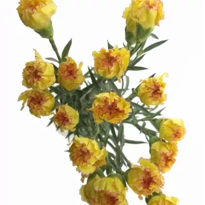 DIANTHUS ST REINE YELLOW