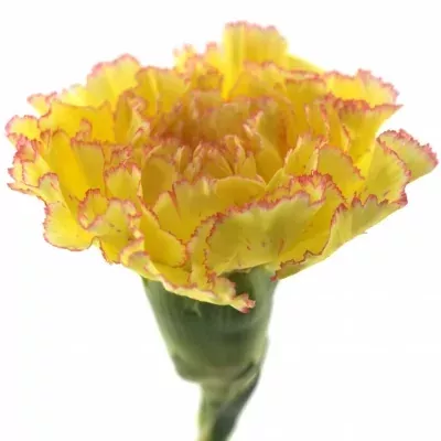 DIANTHUS ST REINE YELLOW