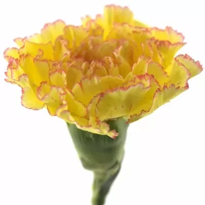 DIANTHUS ST REINE YELLOW