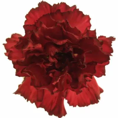 DIANTHUS ST RESERVA