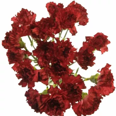 DIANTHUS ST RESERVA