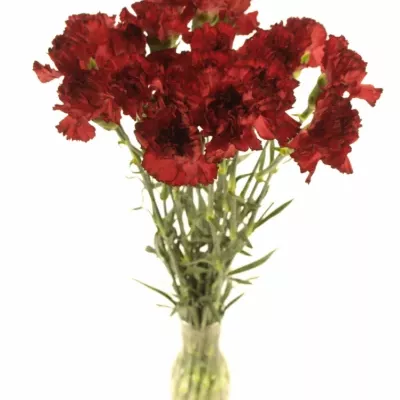 DIANTHUS ST RESERVA