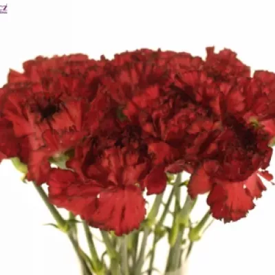 DIANTHUS ST RESERVA