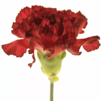 DIANTHUS ST RESERVA