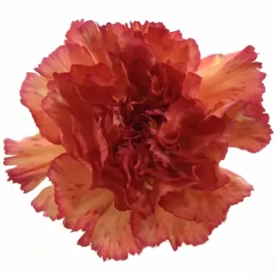 DIANTHUS ST STAR