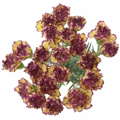 DIANTHUS ST TERRIE