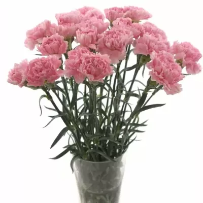 Dianthus ST THALIA 45cm