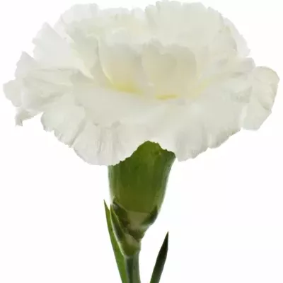 DIANTHUS ST TICO TICO BIANCO 60cm