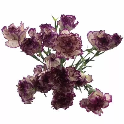 DIANTHUS ST TICO TICO 