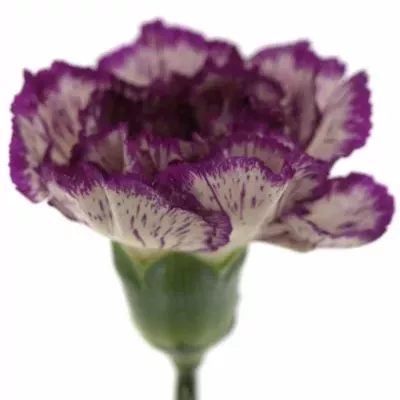 DIANTHUS ST TICO TICO 