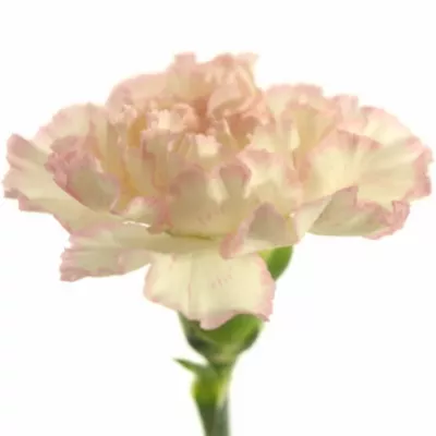 DIANTHUS ST TICO TICO ROSA 65cm