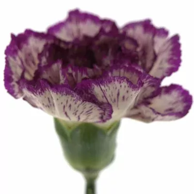 DIANTHUS ST TICO TICO 