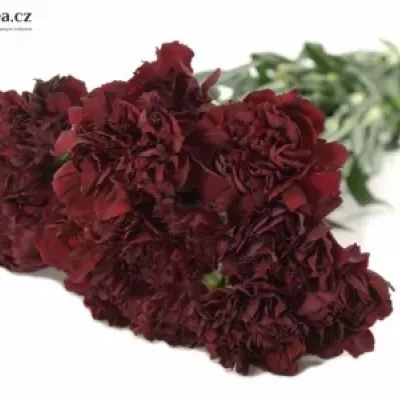 Dianthus ST Told 55 cm