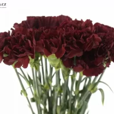 Dianthus ST Told 55 cm