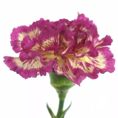 DIANTHUS ST TOLIMA