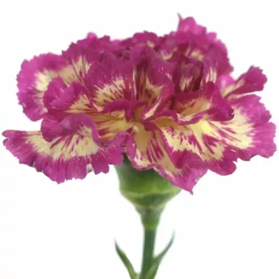 DIANTHUS ST TOLIMA