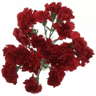 DIANTHUS ST TUAREG