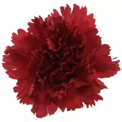 DIANTHUS ST TUAREG