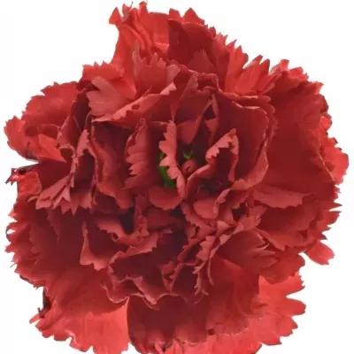 DIANTHUS ST TURBO 60cm