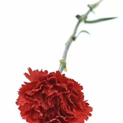 DIANTHUS ST TURBO 60cm