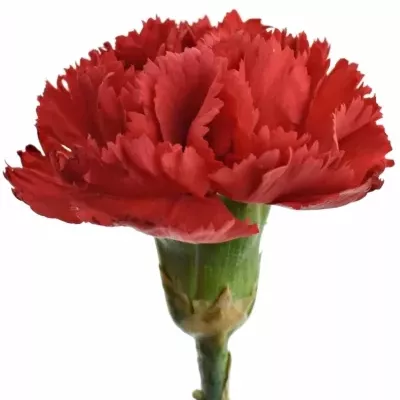 DIANTHUS ST TURBO 60cm