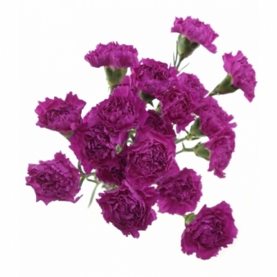 DIANTHUS ST VOGUE