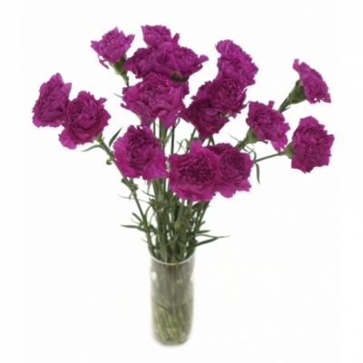 DIANTHUS ST VOGUE