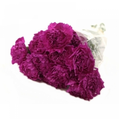 DIANTHUS ST VOGUE