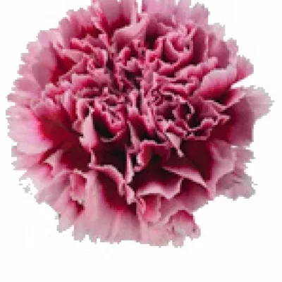 DIANTHUS ST WELLINGTON