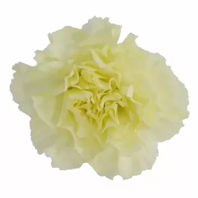 DIANTHUS ST YELLOW LIBERTY 55cm