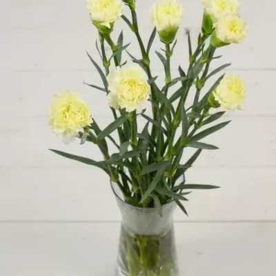 DIANTHUS ST YELLOW LIBERTY 55cm