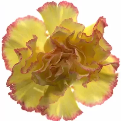 Dianthus ST YELLOW VIANA