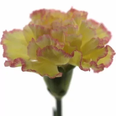 Dianthus ST YELLOW VIANA