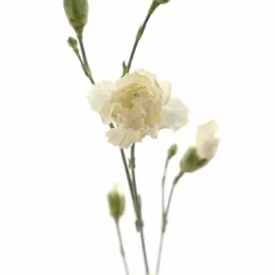 DIANTHUS TR ALBATROS