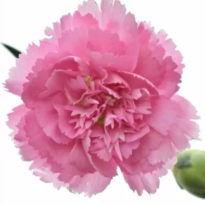 DIANTHUS TR BARBARA