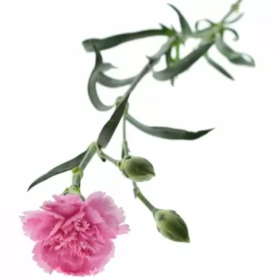 DIANTHUS TR BARBARA