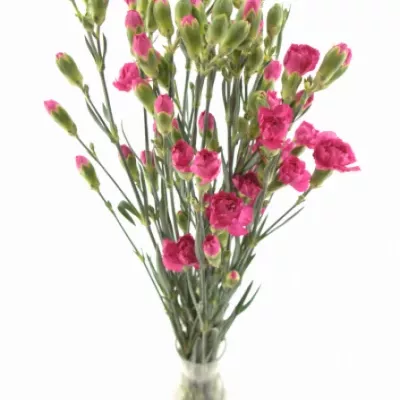 DIANTHUS TR BEAM CHERRY 55cm/4+