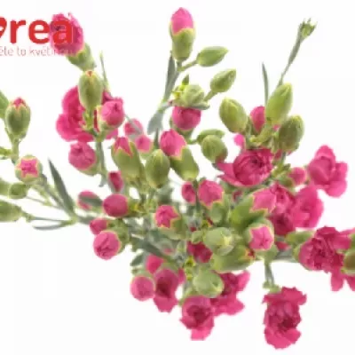 DIANTHUS TR BEAM CHERRY 55cm/4+