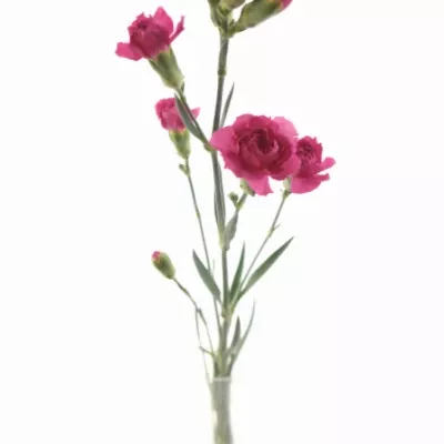 DIANTHUS TR BEAM CHERRY 55cm/4+