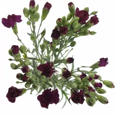 DIANTHUS TR BERRY 