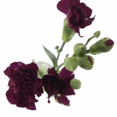 DIANTHUS TR BERRY 