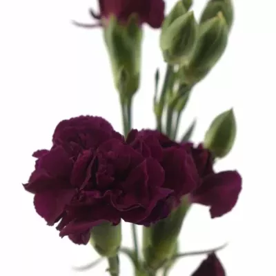 DIANTHUS TR BERRY 