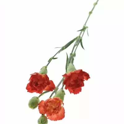 DIANTHUS TR CARIMBO 60cm/4+