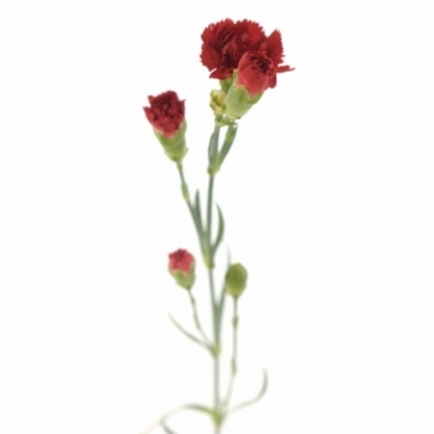 DIANTHUS TR CAYENNE