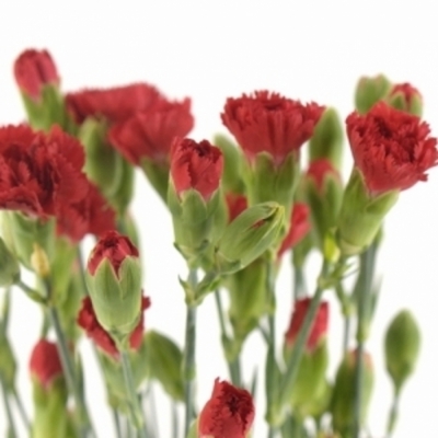 DIANTHUS TR CAYENNE