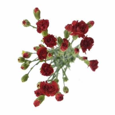 DIANTHUS TR CAYENNE