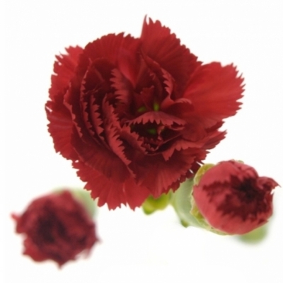 DIANTHUS TR CAYENNE